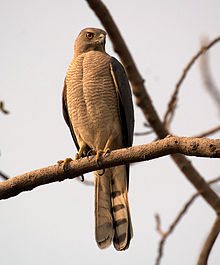 General knowledge about Shikra