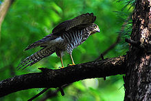 General knowledge about Japanese sparrowhawk
