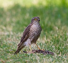 General knowledge about Eurasian sparrowhawk
