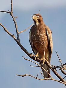 General knowledge about White-eyed buzzard