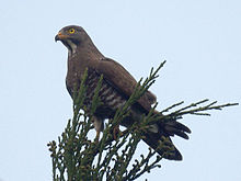 General knowledge about Grey-faced buzzard