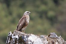 General knowledge about Himalayan buzzard