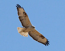 General knowledge about Long-legged buzzard