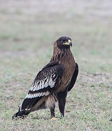 General knowledge about Greater spotted eagle