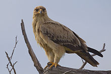General knowledge about Tawny eagle