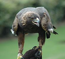 General knowledge about Golden eagle
