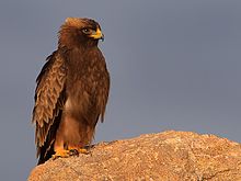 General knowledge about Booted eagle