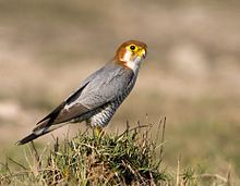 General knowledge about Red-necked falcon