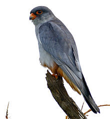 General knowledge about Amur falcon