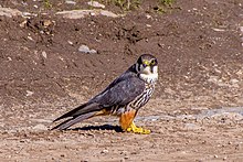 General knowledge about Eurasian hobby