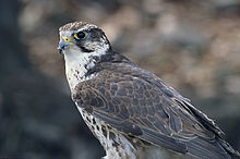 General knowledge about Saker falcon