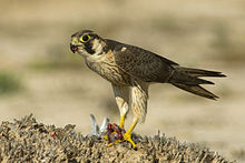 General knowledge about Barbary falcon