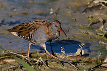 General knowledge about Water rail