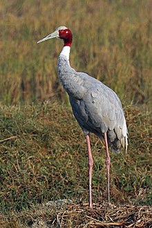 General knowledge about Sarus crane