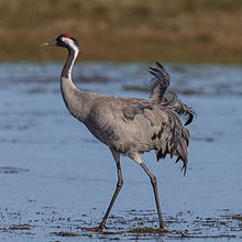 General knowledge about Common crane