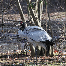 General knowledge about Black-necked crane