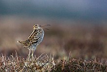 General knowledge about Great snipe