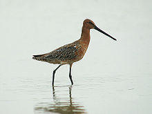 General knowledge about Asian dowitcher