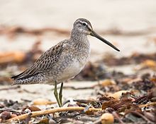 General knowledge about Long-billed dowitcher