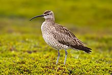 General knowledge about Whimbrel