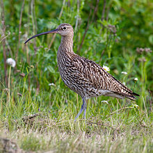 General knowledge about Eurasian curlew