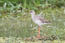 General knowledge about Spotted redshank
