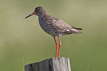 General knowledge about Common redshank