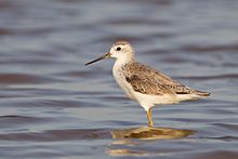 General knowledge about Marsh sandpiper