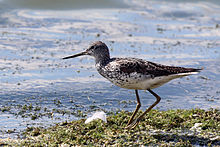 General knowledge about Common greenshank