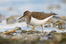 General knowledge about Common sandpiper