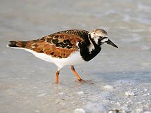 General knowledge about Ruddy turnstone