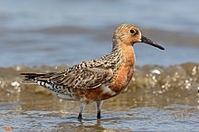 General knowledge about Red knot