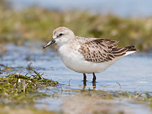 General knowledge about Red-necked stint