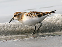 General knowledge about Little stint