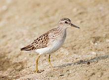 General knowledge about Long-toed stint