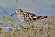 General knowledge about Pectoral sandpiper