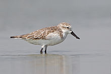 General knowledge about Spoon-billed sandpiper