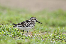 General knowledge about Broad-billed sandpiper