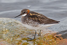 General knowledge about Red-necked phalarope