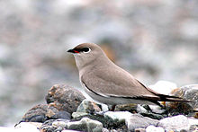 General knowledge about Small pratincole