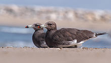 General knowledge about Sooty gull