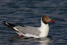 General knowledge about Brown-headed gull
