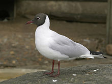 General knowledge about Black-headed gull
