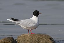 General knowledge about Little gull