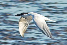 General knowledge about Gull-billed tern