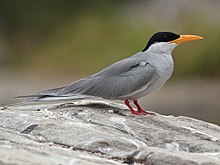 General knowledge about River tern