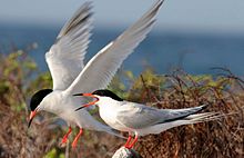 General knowledge about Roseate tern