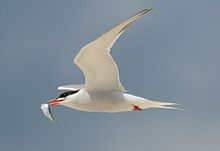 General knowledge about Common tern