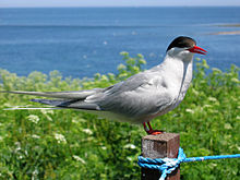 General knowledge about Arctic tern