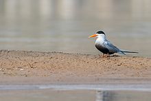 General knowledge about Black-bellied tern